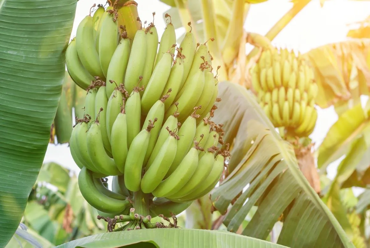 Empacadora de banano lista para el pesaje de cajas