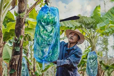 Empacadora de banano: pesaje de cajas antes del cierre